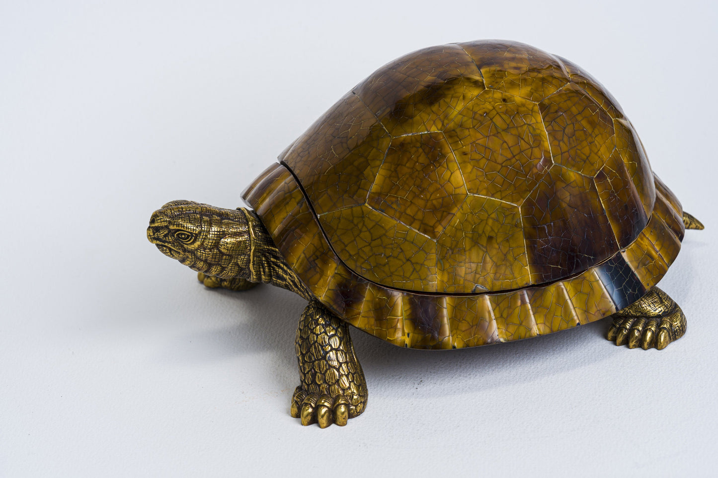 Sulcata Turtle in Brown Penn Shell