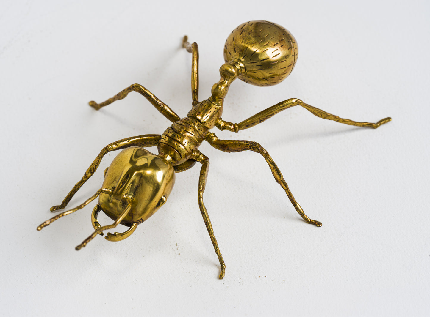 Herculean Brass Ant