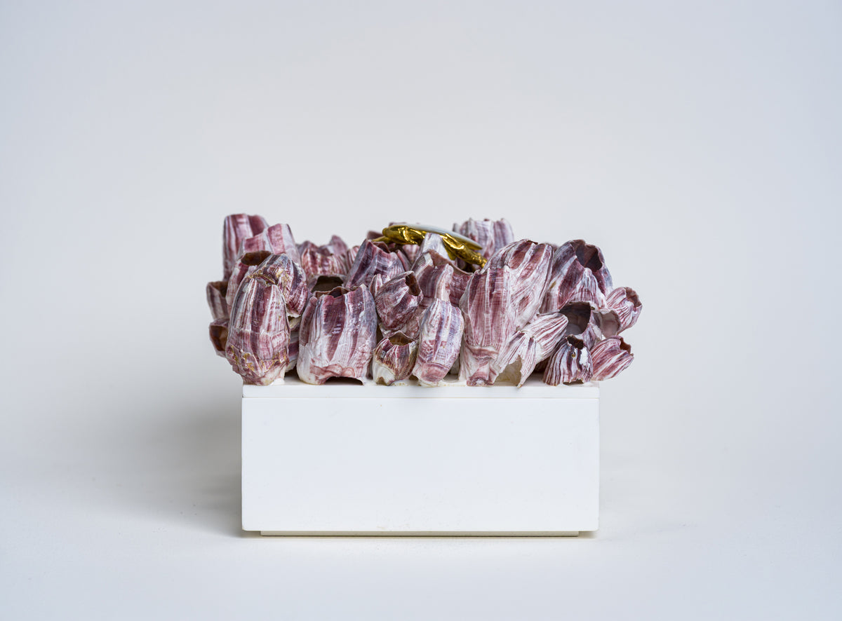 Barnacle Box