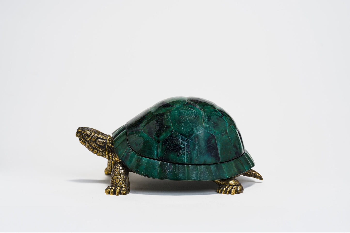 Sulcata Turtle in Emerald Green Penn Shell