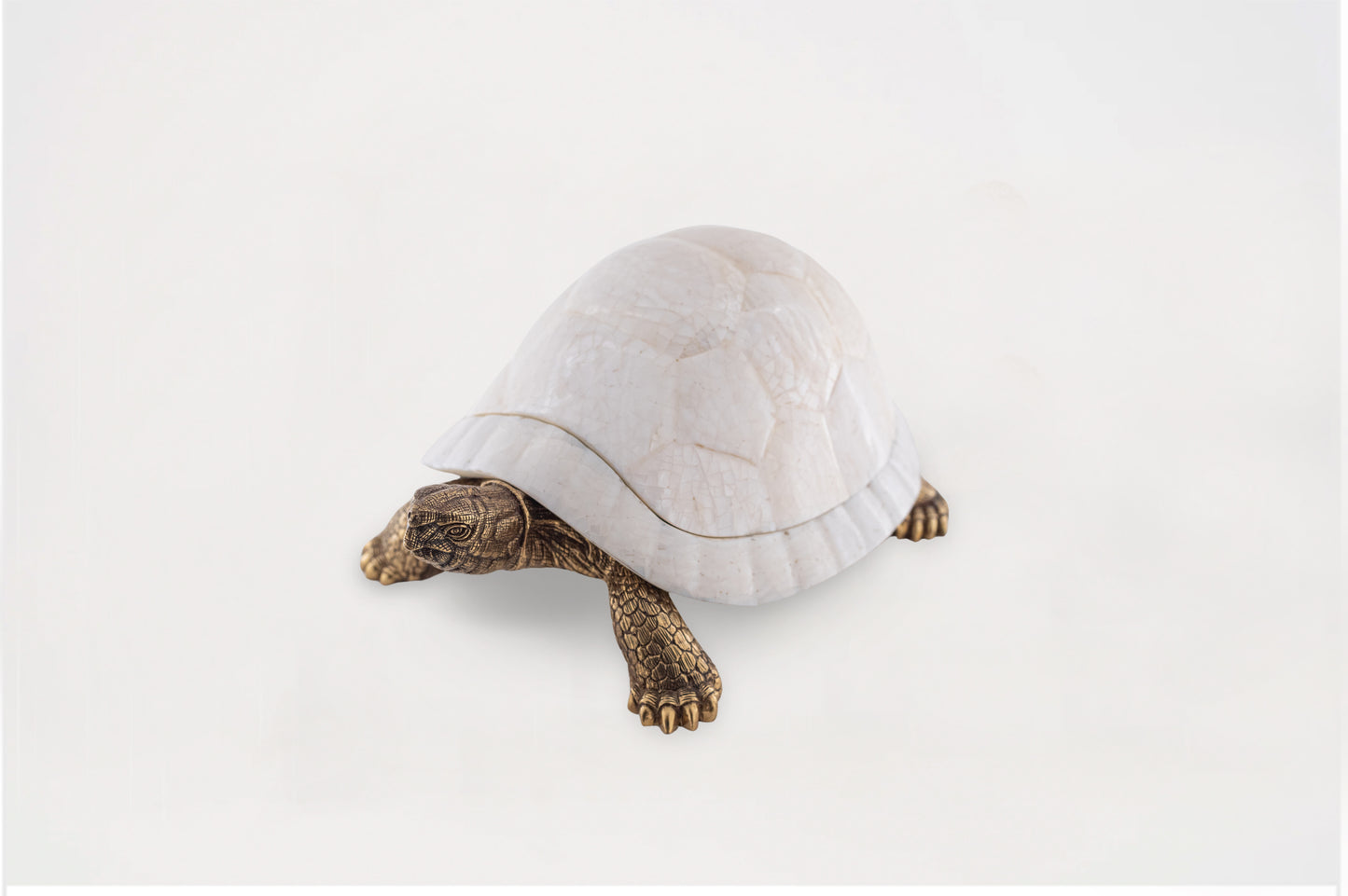 Sulcata Turtle in White Cabebe Shell