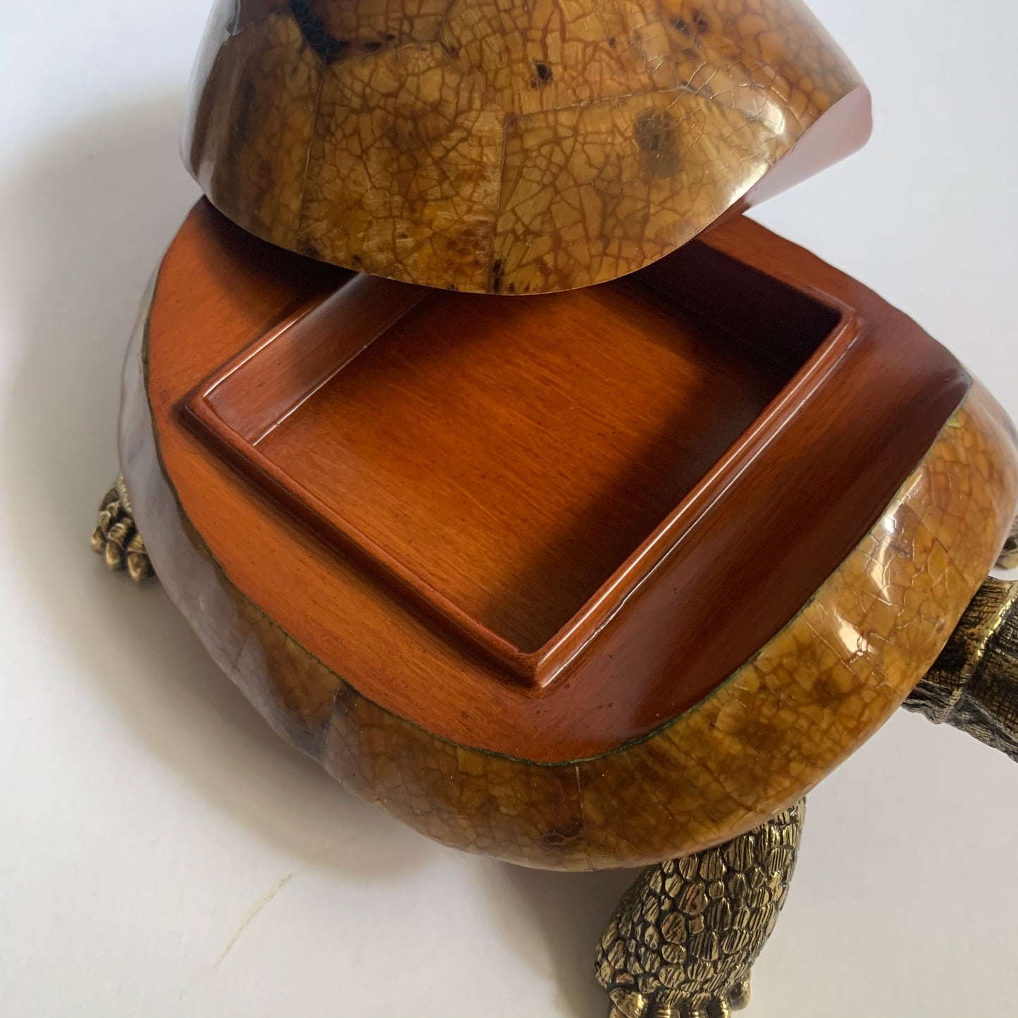 Sulcata Turtle in Tiger Penn Shell