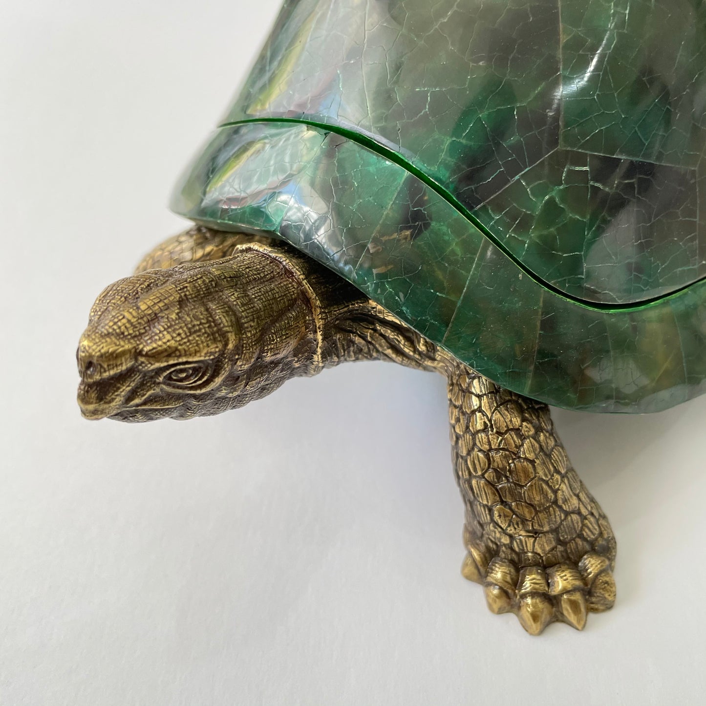 Sulcata Turtle in Emerald Green Penn Shell