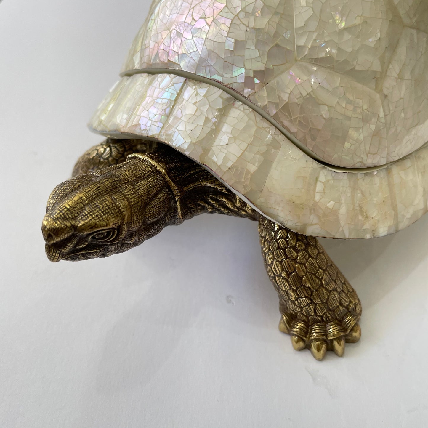 Sulcata Turtle in White Cabebe Shell