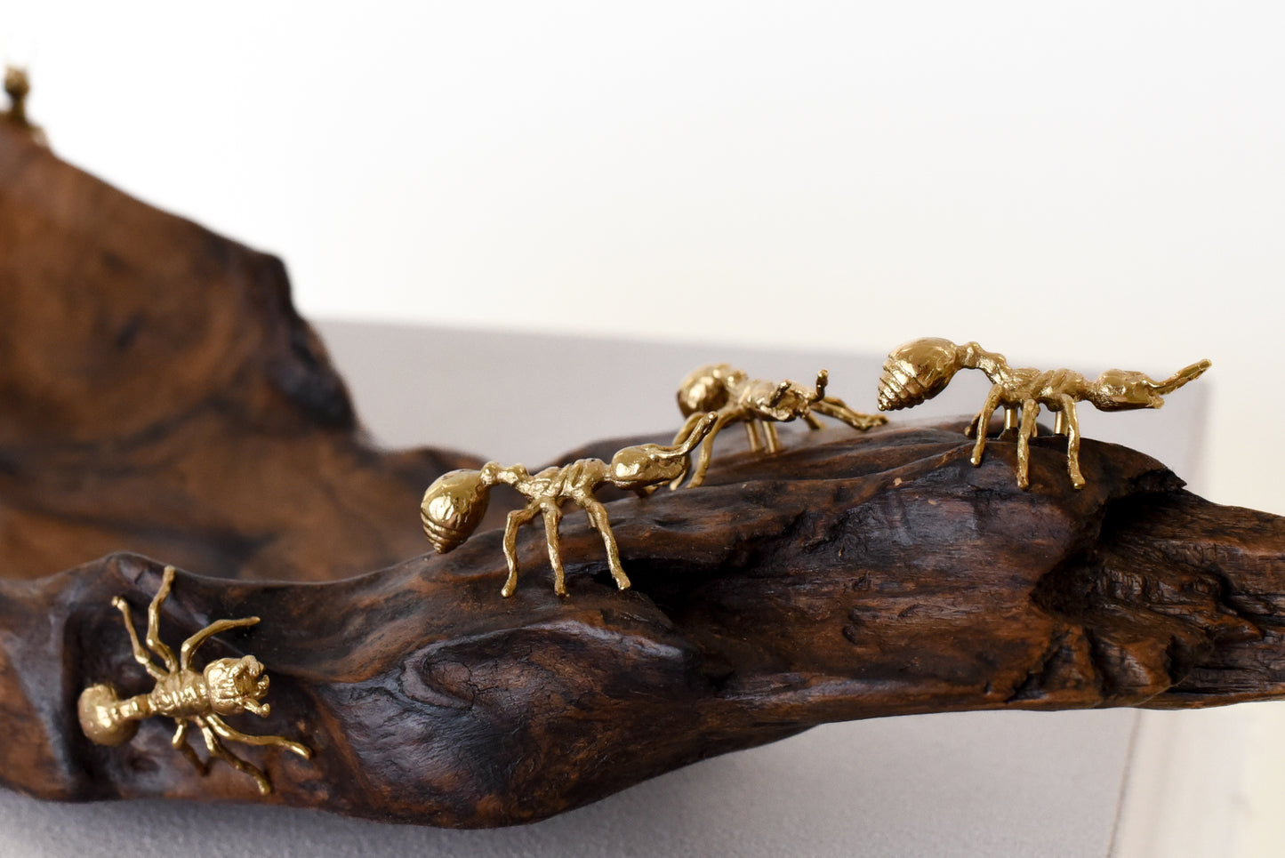 Ants on Teak Wood
