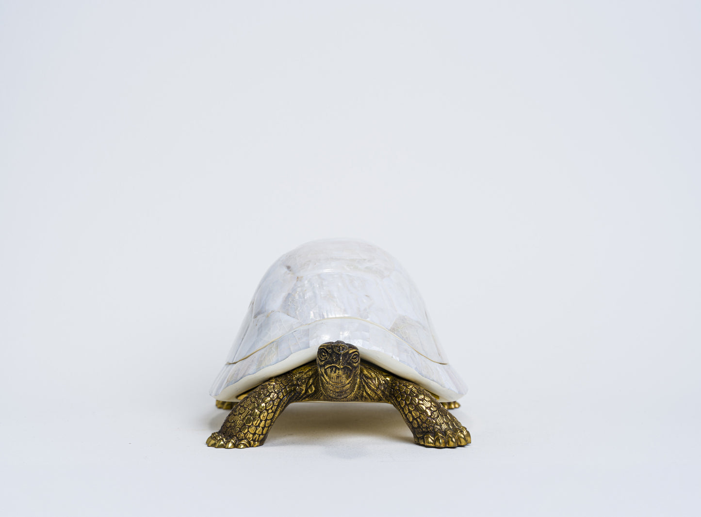 Sulcata Turtle in White Cabebe Shell