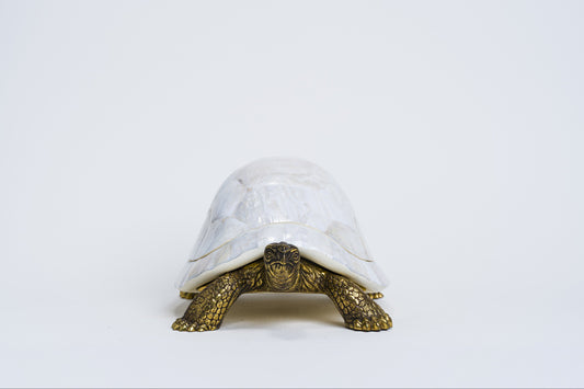 Sulcata Turtle in White Cabebe Shell