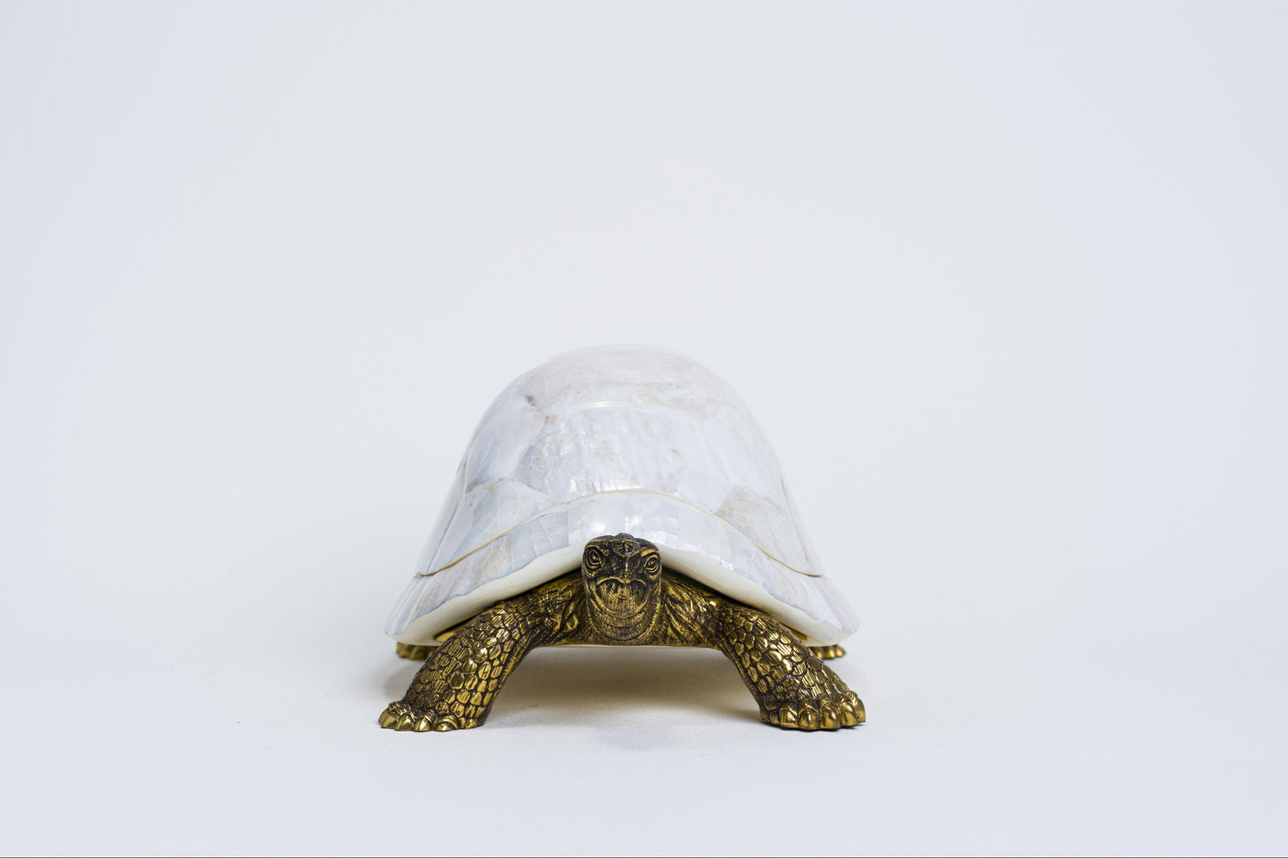 Sulcata Turtle in White Cabebe Shell