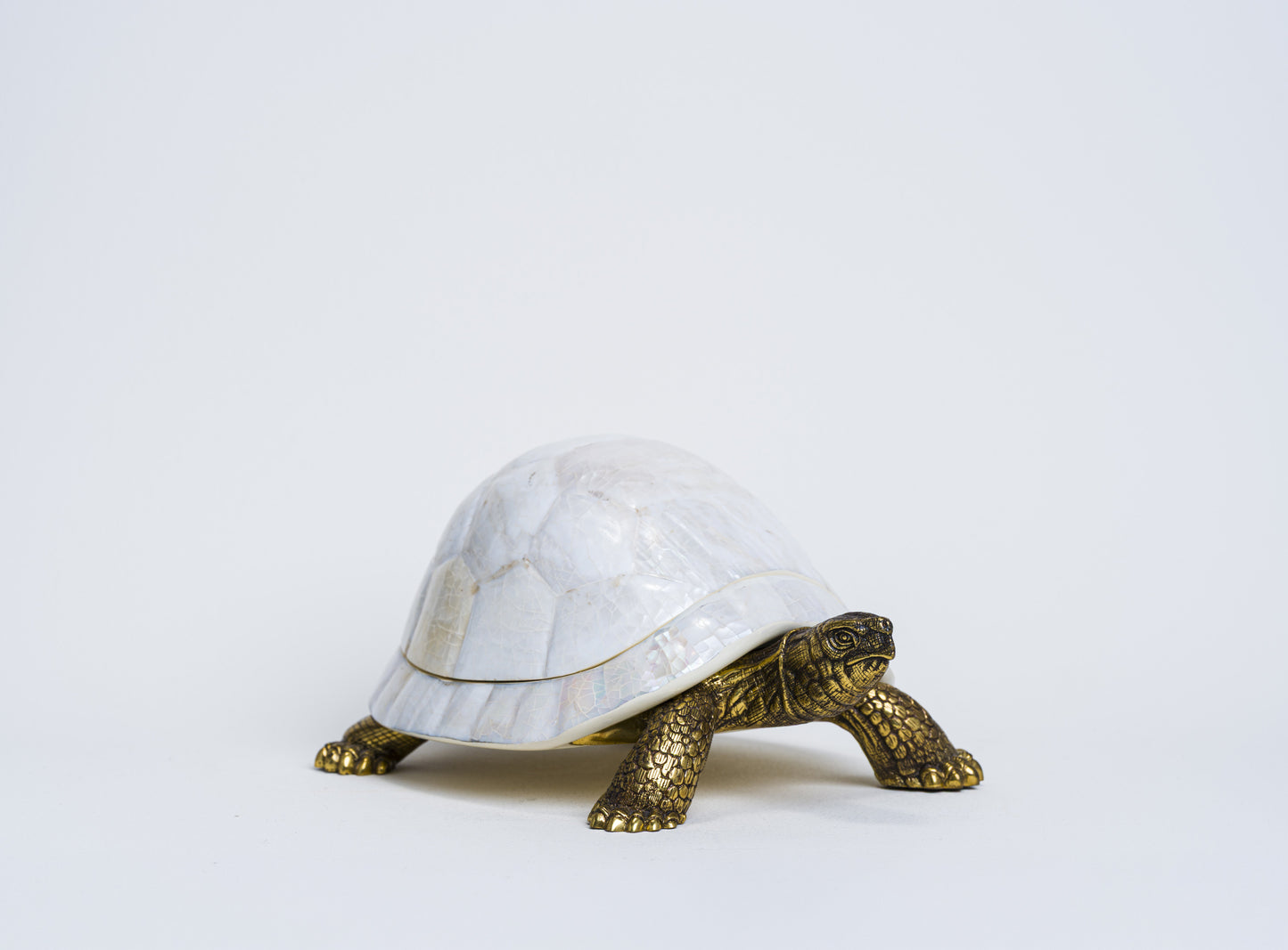 Sulcata Turtle in White Cabebe Shell