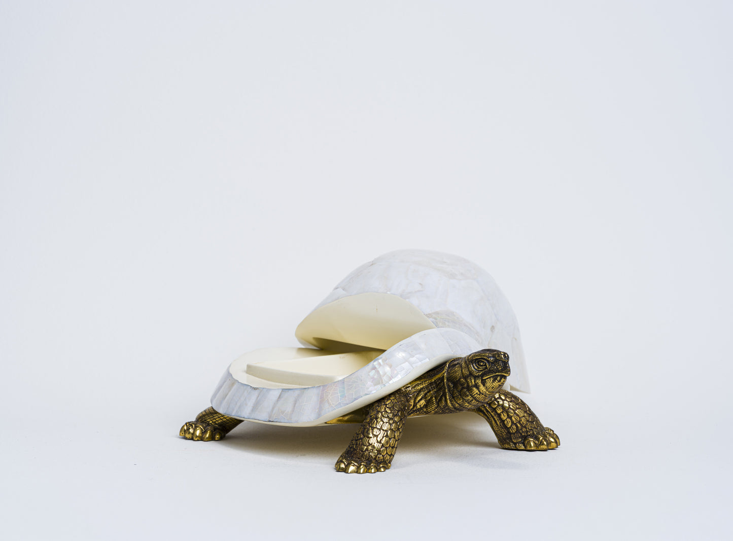 Sulcata Turtle in White Cabebe Shell