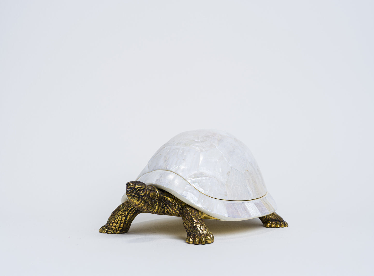 Sulcata Turtle in White Cabebe Shell