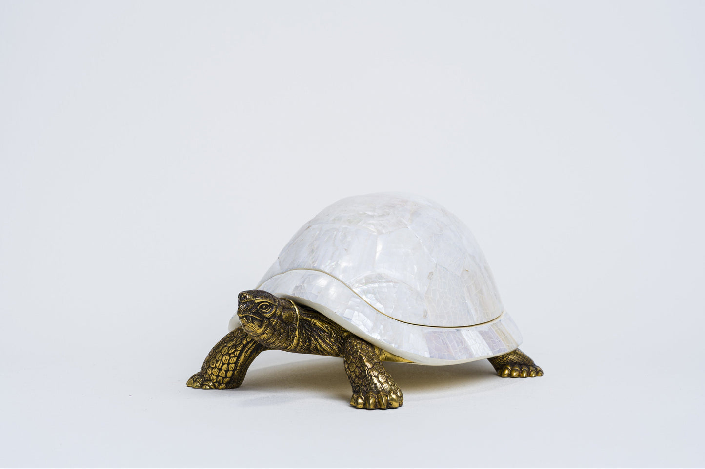 Sulcata Turtle in White Cabebe Shell
