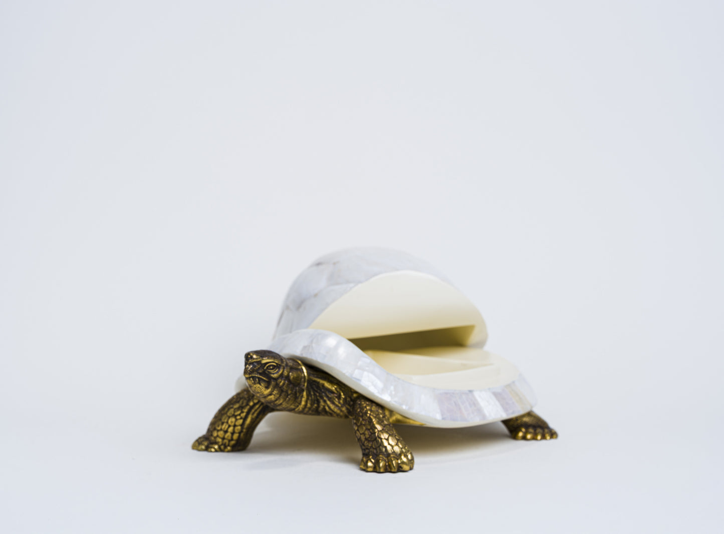 Sulcata Turtle in White Cabebe Shell