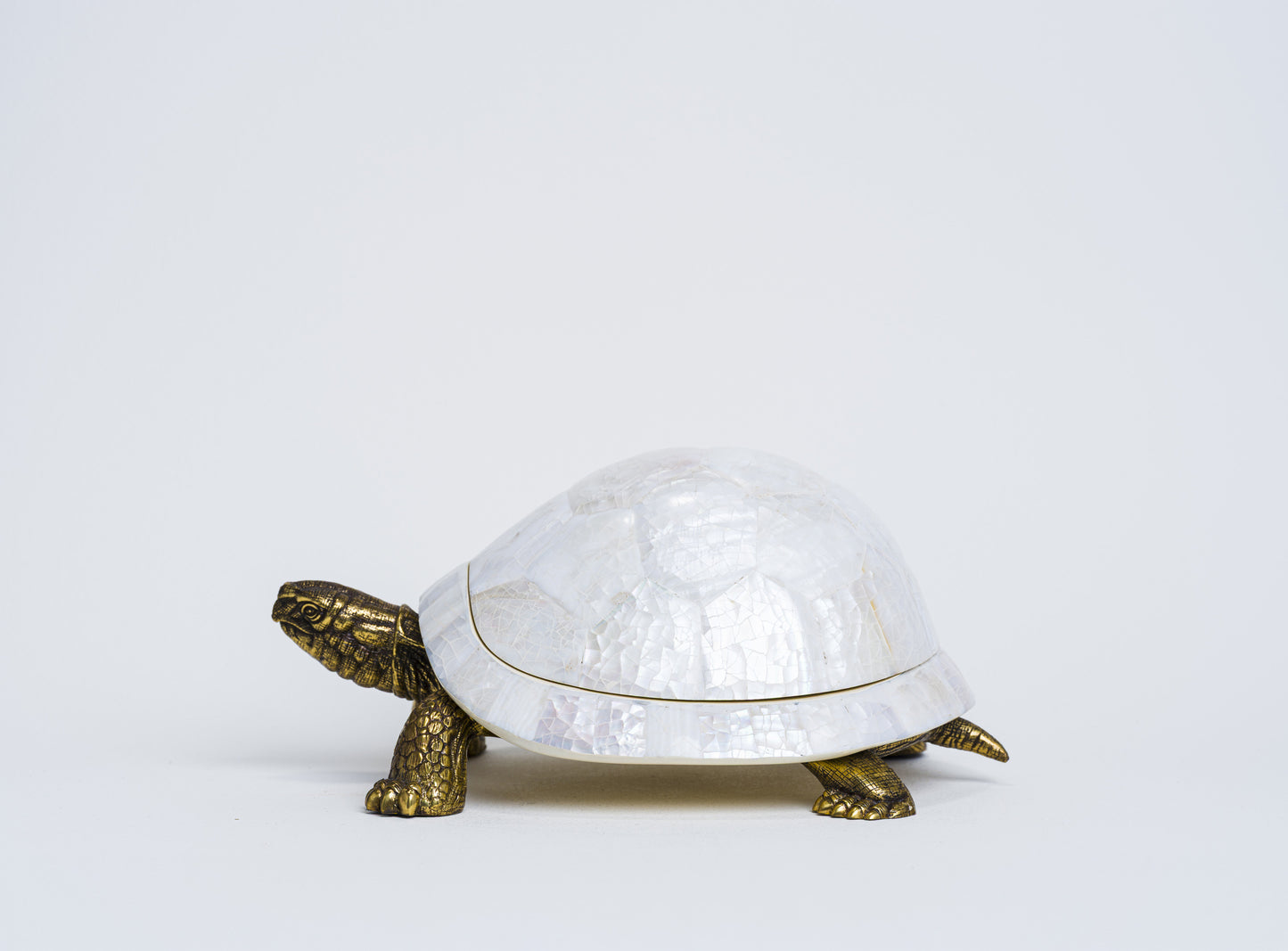 Sulcata Turtle in White Cabebe Shell