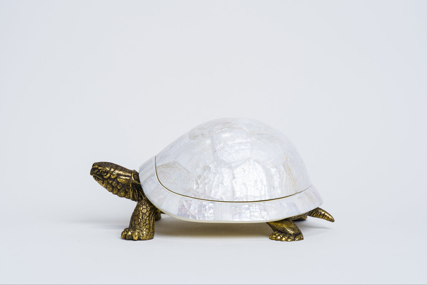 Sulcata Turtle in White Cabebe Shell
