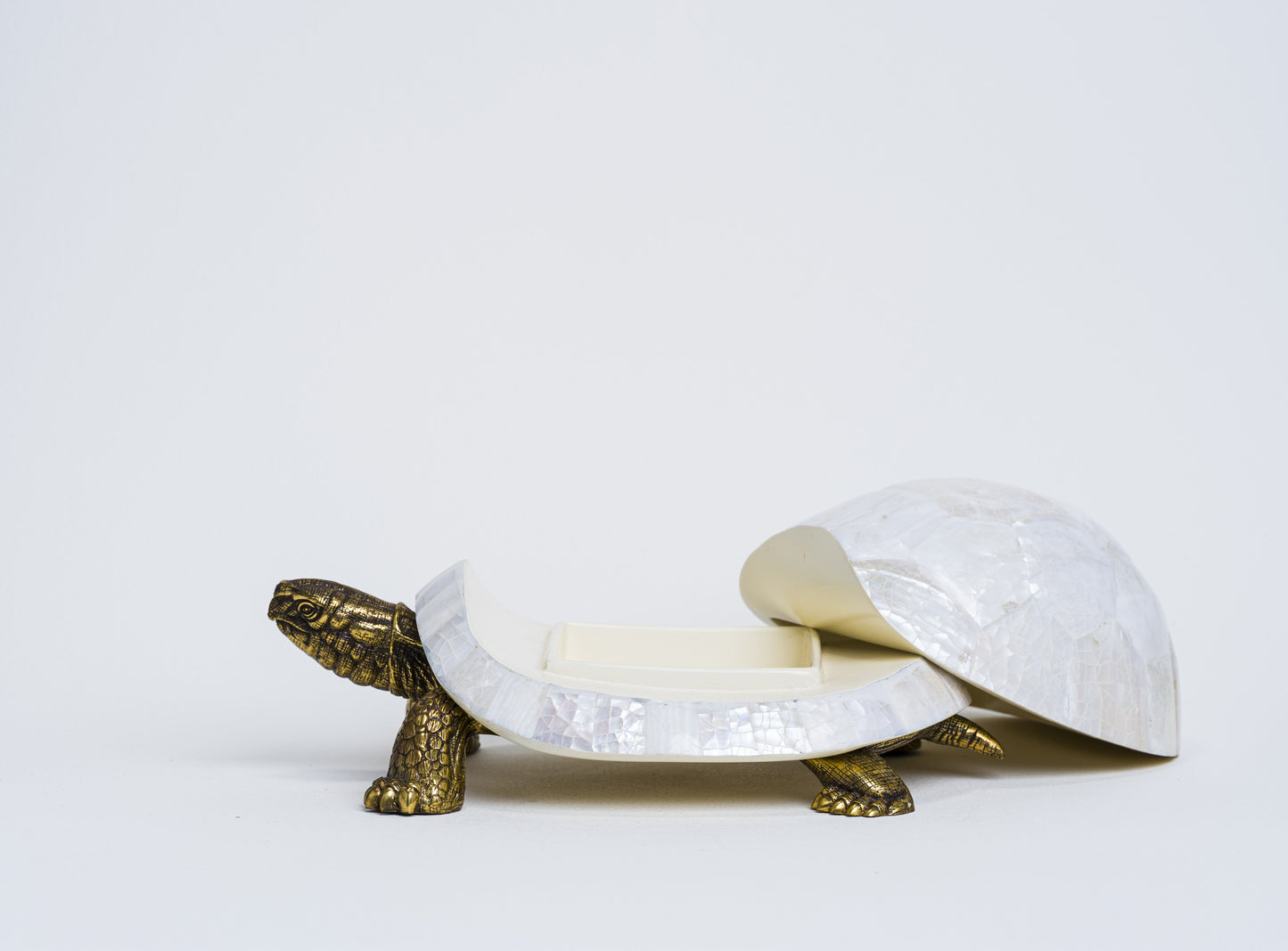 Sulcata Turtle in White Cabebe Shell
