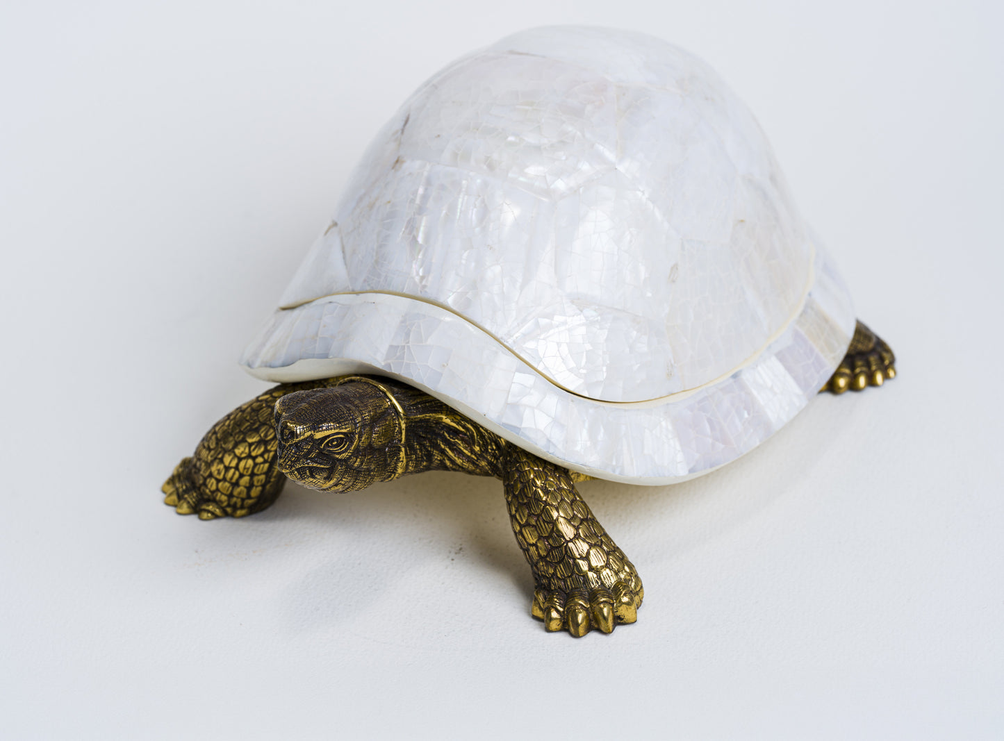 Sulcata Turtle in White Cabebe Shell