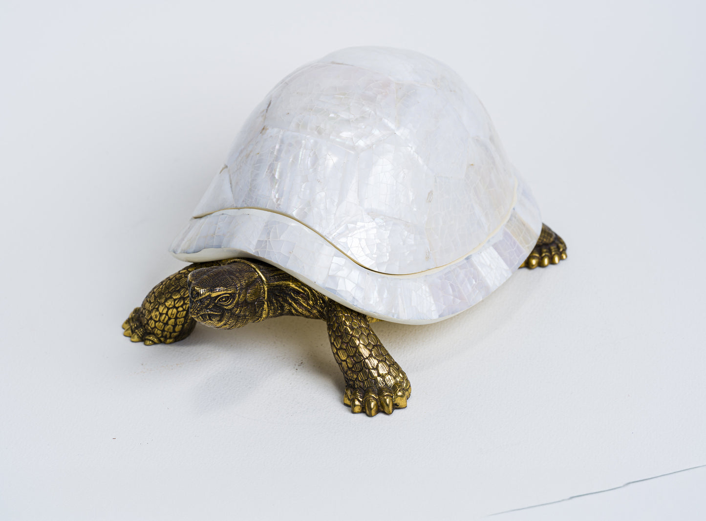 Sulcata Turtle in White Cabebe Shell