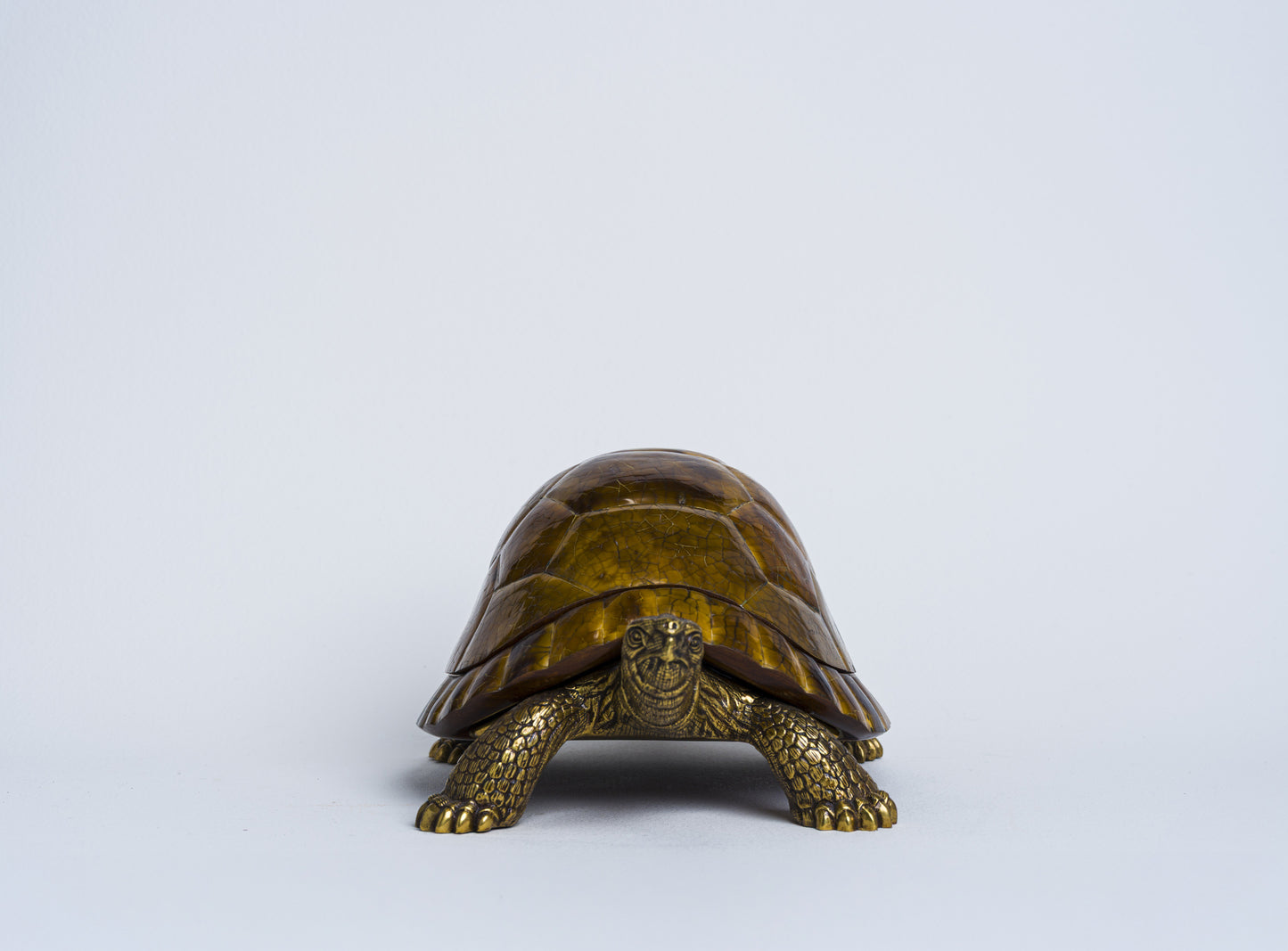 Sulcata Turtle in Brown Penn Shell