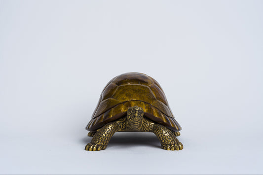 Sulcata Turtle in Brown Penn Shell