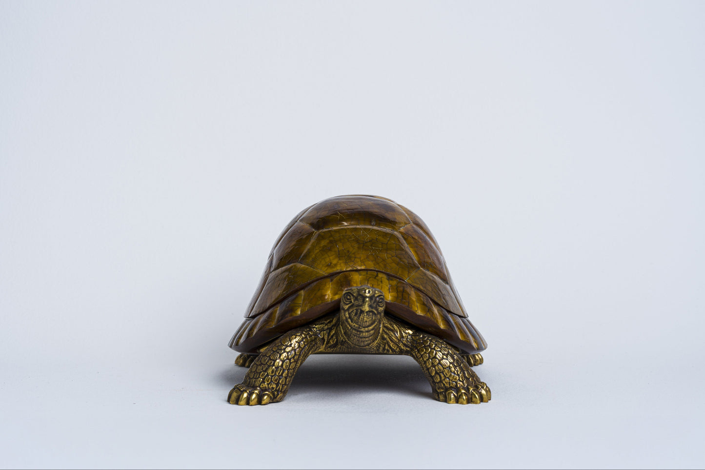 Sulcata Turtle in Brown Penn Shell