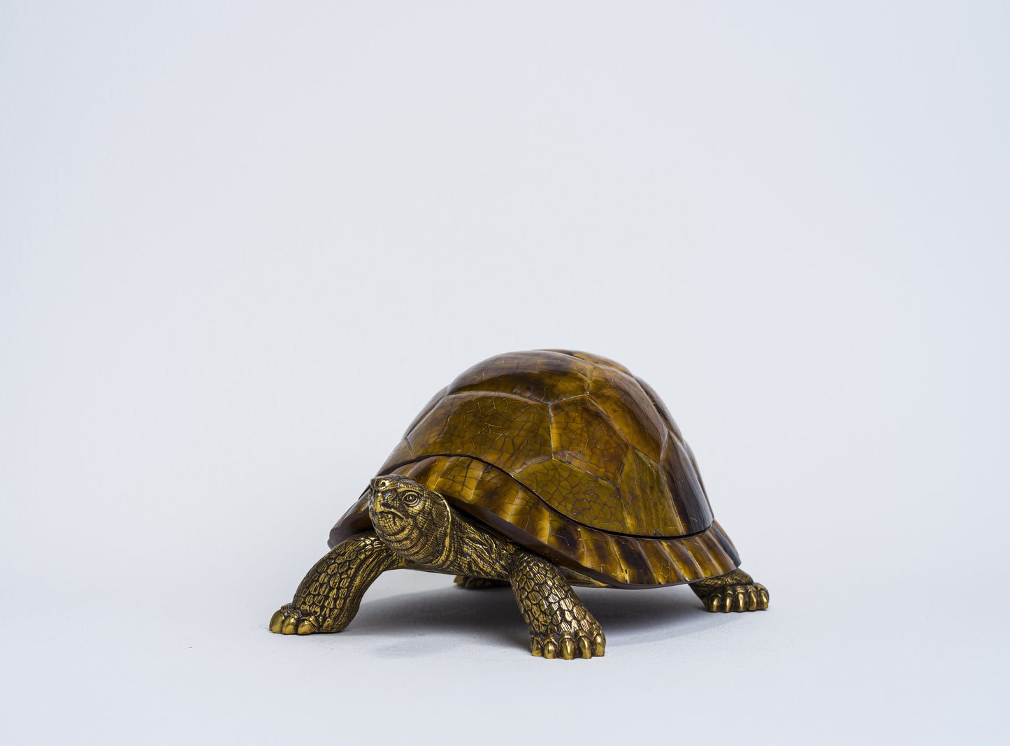 Sulcata Turtle in Brown Penn Shell