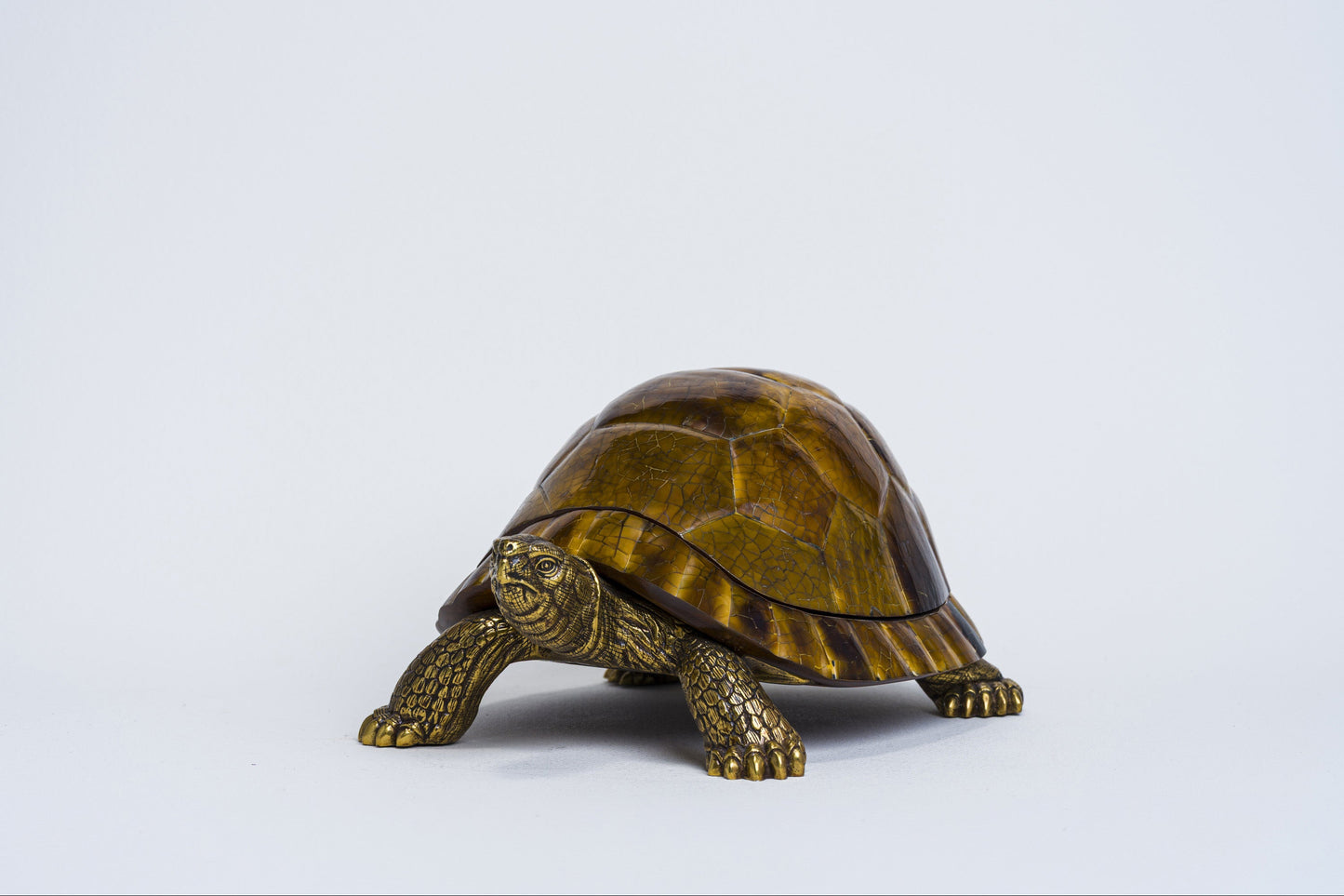 Sulcata Turtle in Brown Penn Shell