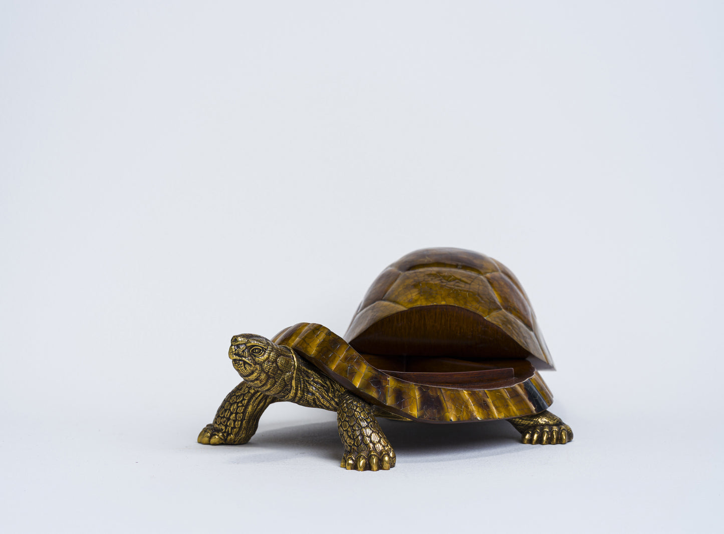Sulcata Turtle in Brown Penn Shell