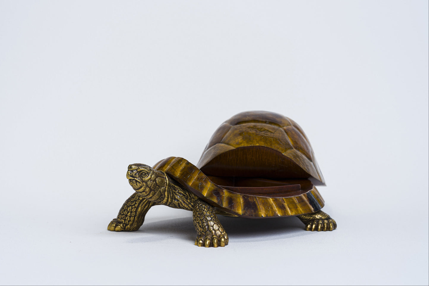 Sulcata Turtle in Brown Penn Shell