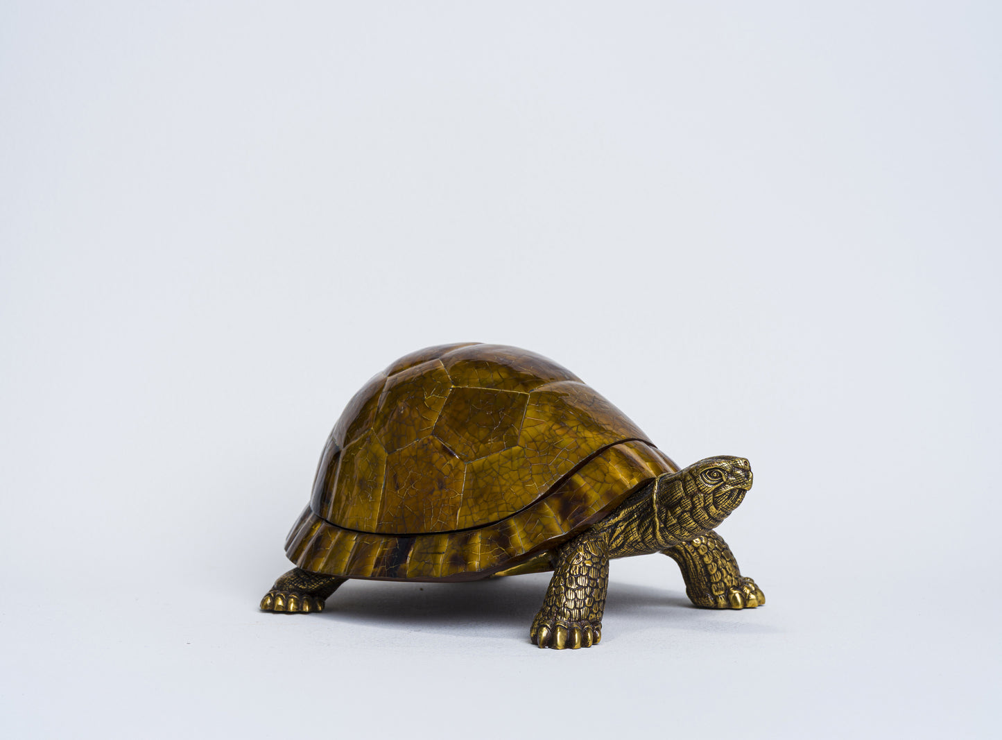 Sulcata Turtle in Brown Penn Shell