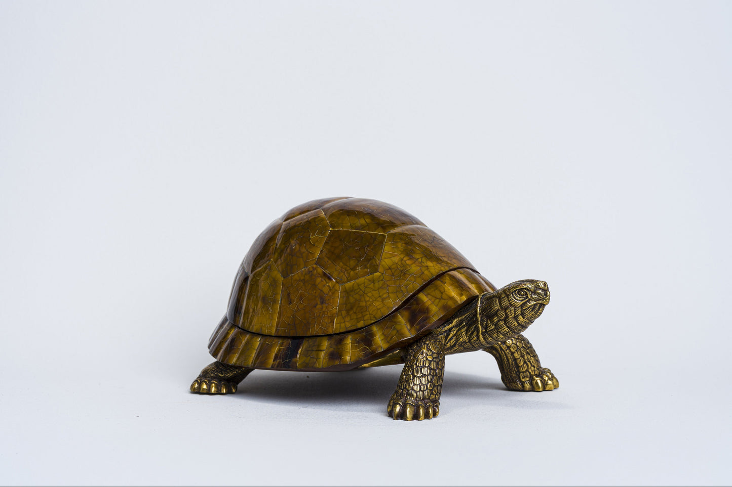 Sulcata Turtle in Brown Penn Shell