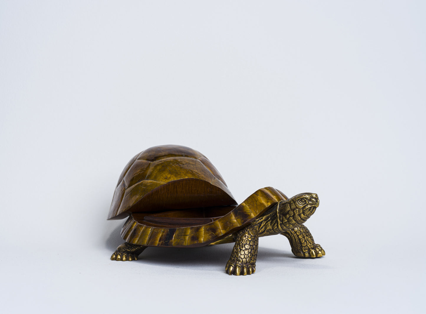 Sulcata Turtle in Brown Penn Shell