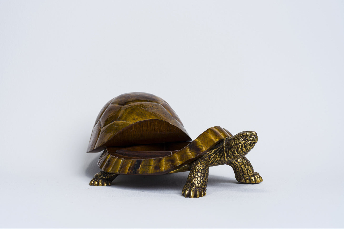 Sulcata Turtle in Brown Penn Shell