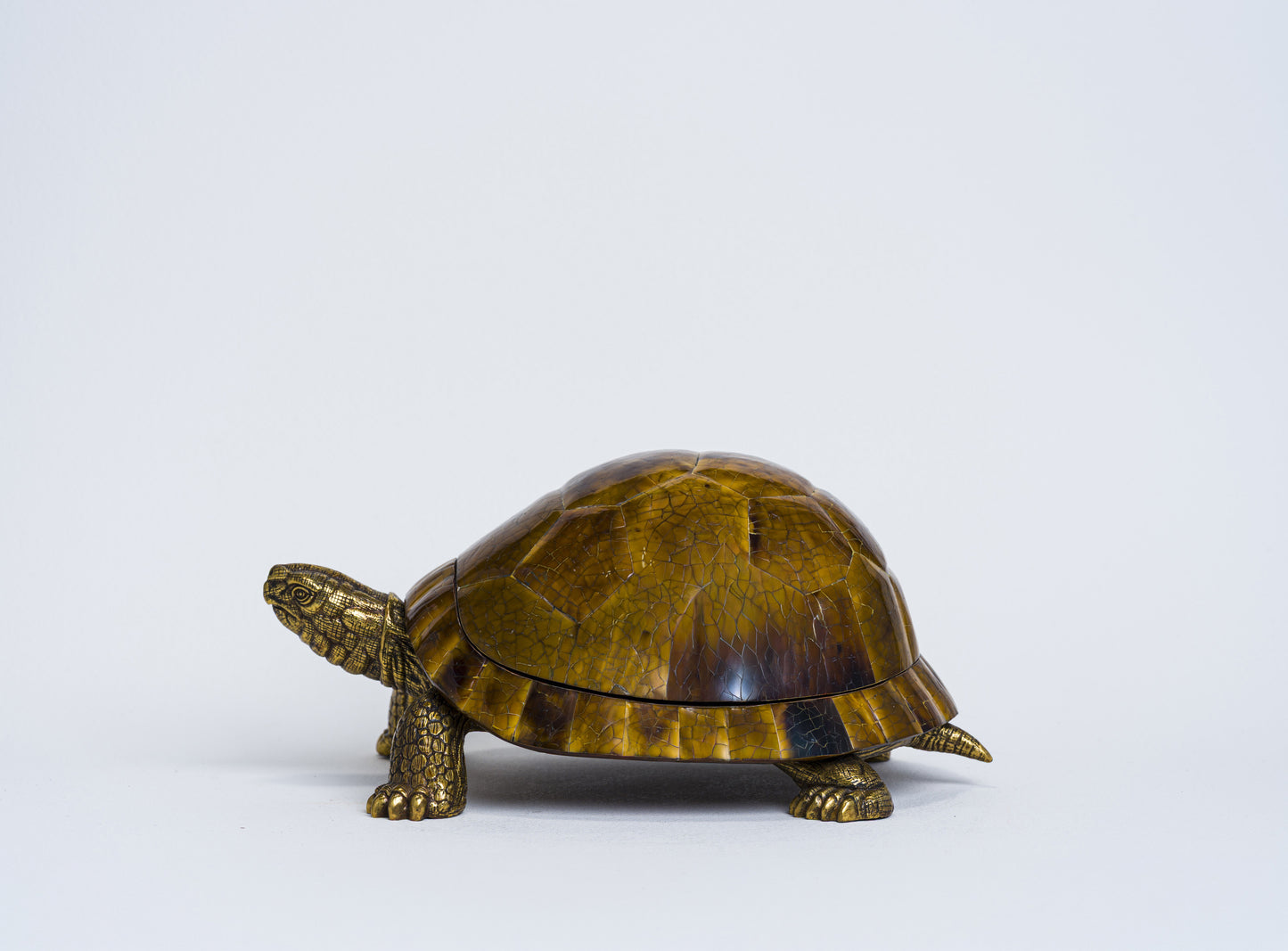 Sulcata Turtle in Brown Penn Shell