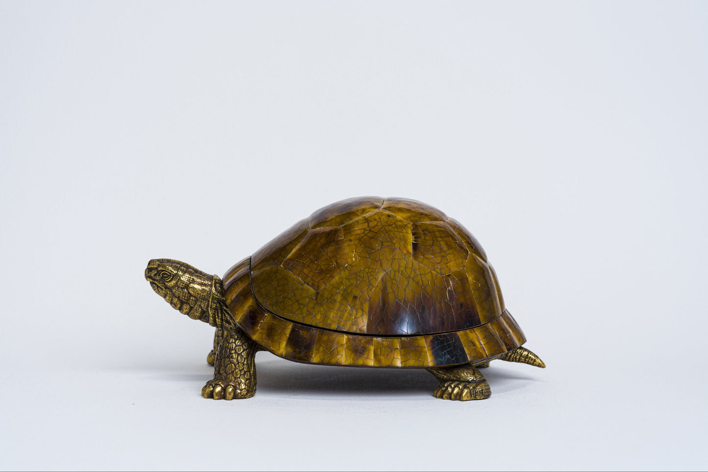 Sulcata Turtle in Brown Penn Shell