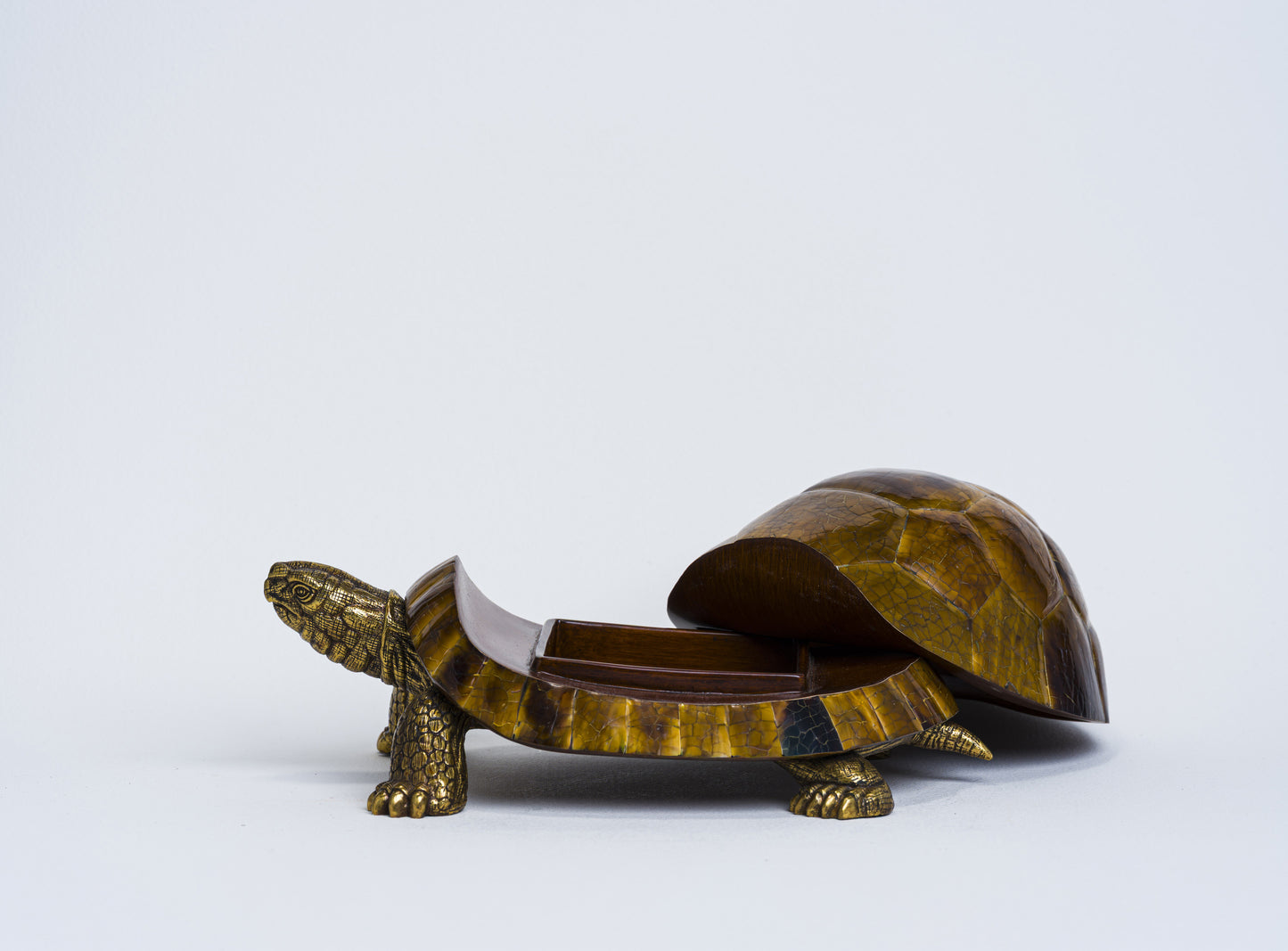 Sulcata Turtle in Brown Penn Shell