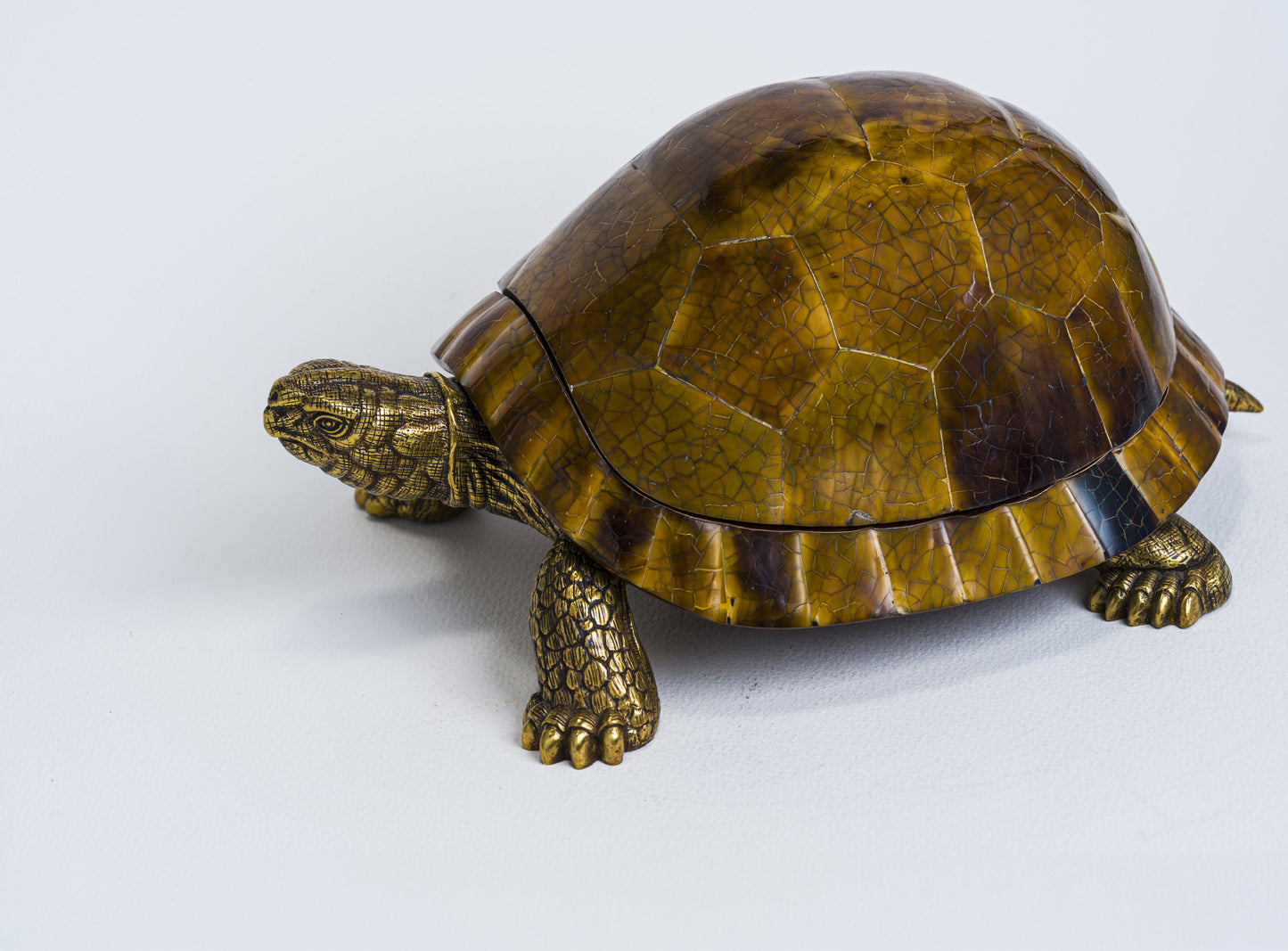 Sulcata Turtle in Brown Penn Shell