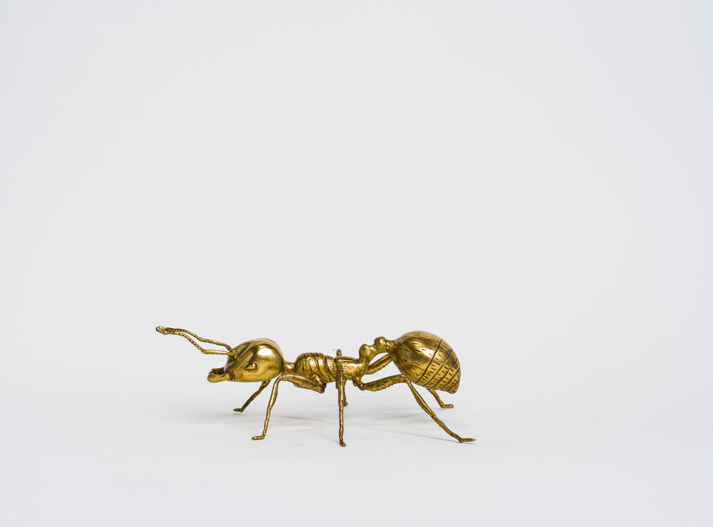 Herculean Brass Ant