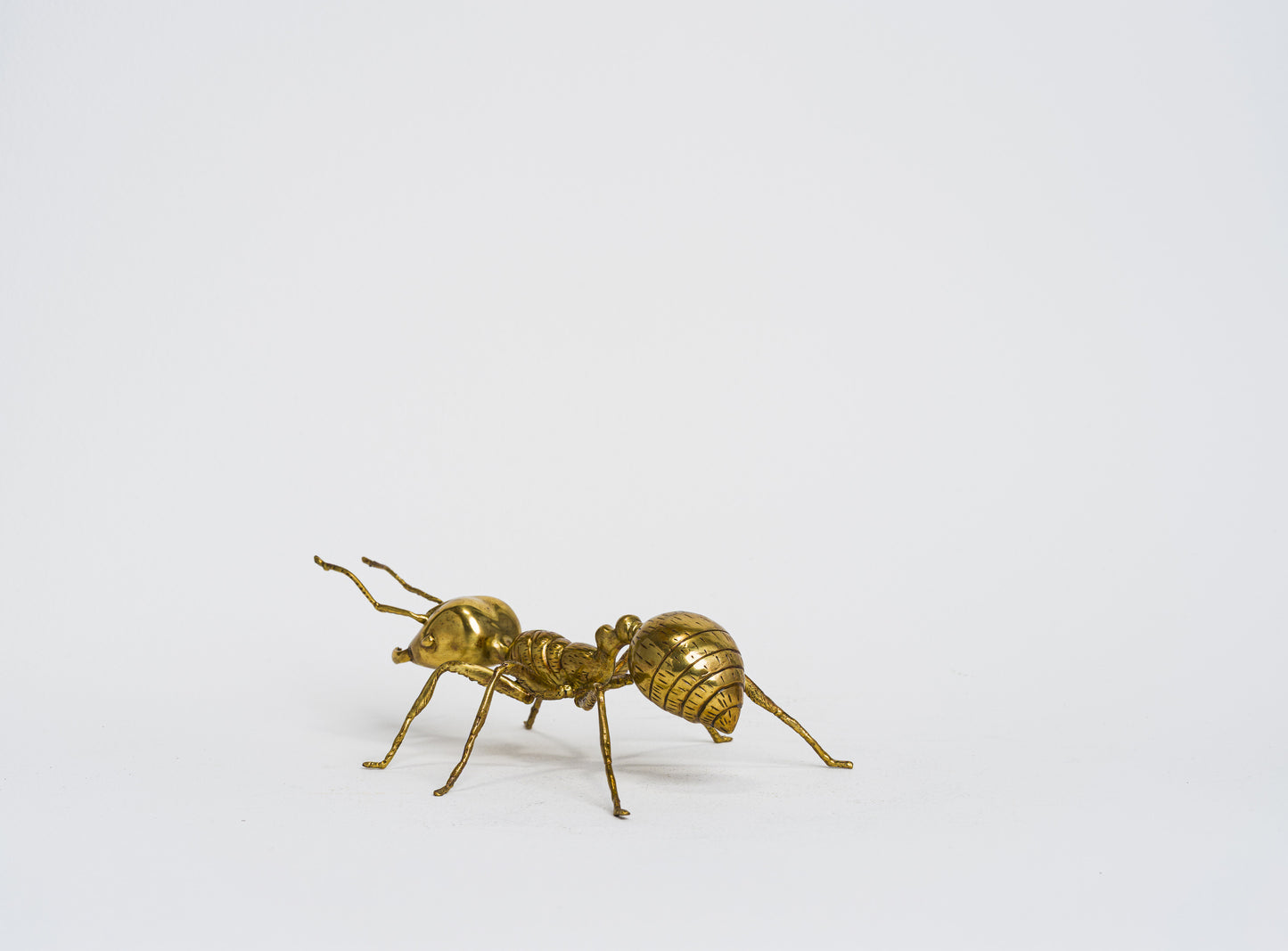 Herculean Brass Ant