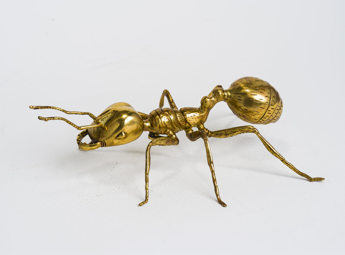 Herculean Brass Ant
