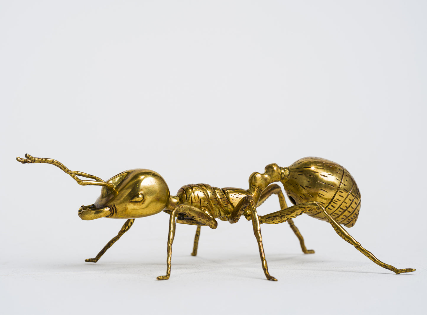 Herculean Brass Ant
