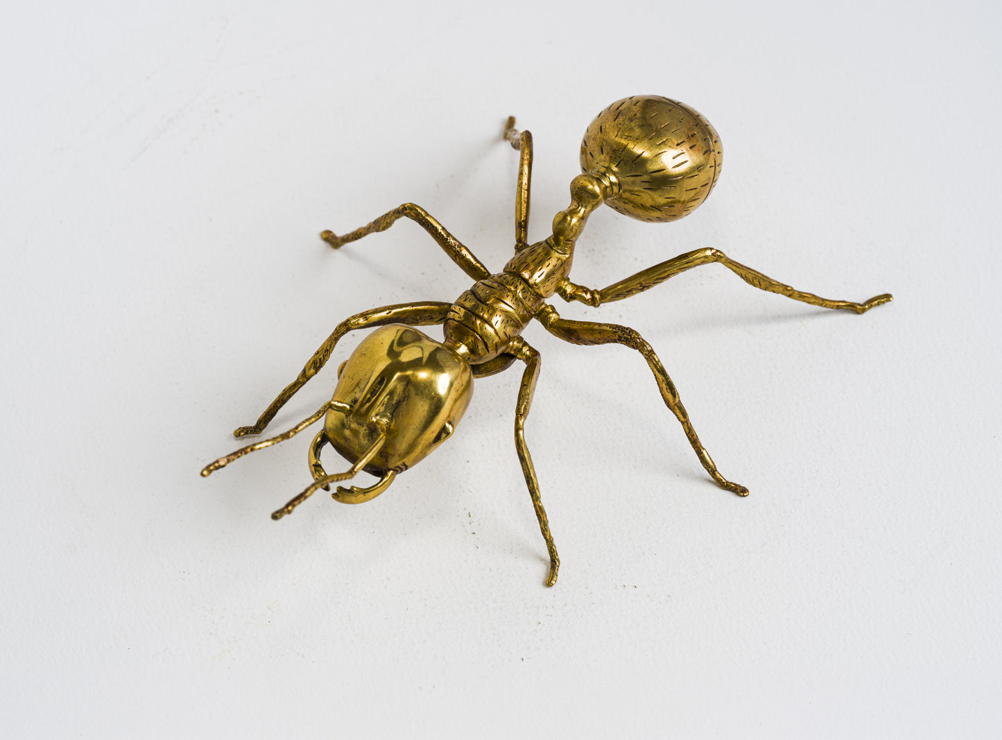 Herculean Brass Ant