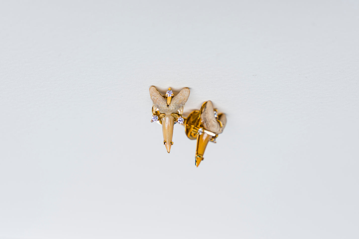 Fossilized Shark Tooth Earrings