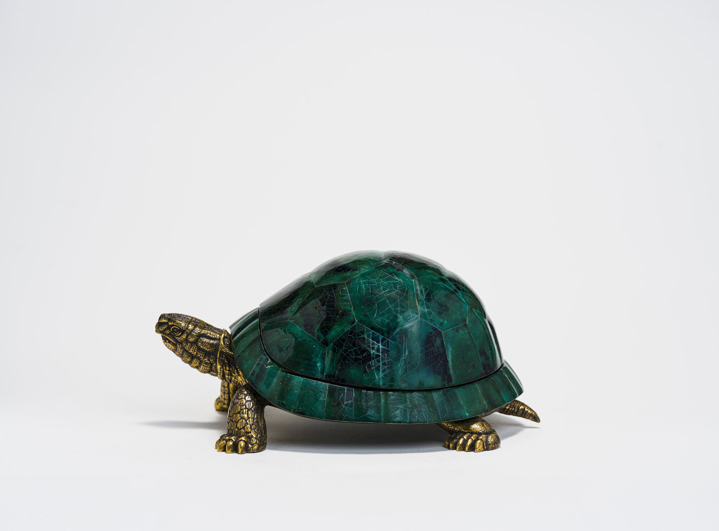 Sulcata Turtle in Green Penn Shell