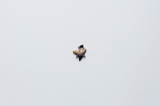 Shark Tooth Pendant Necklace