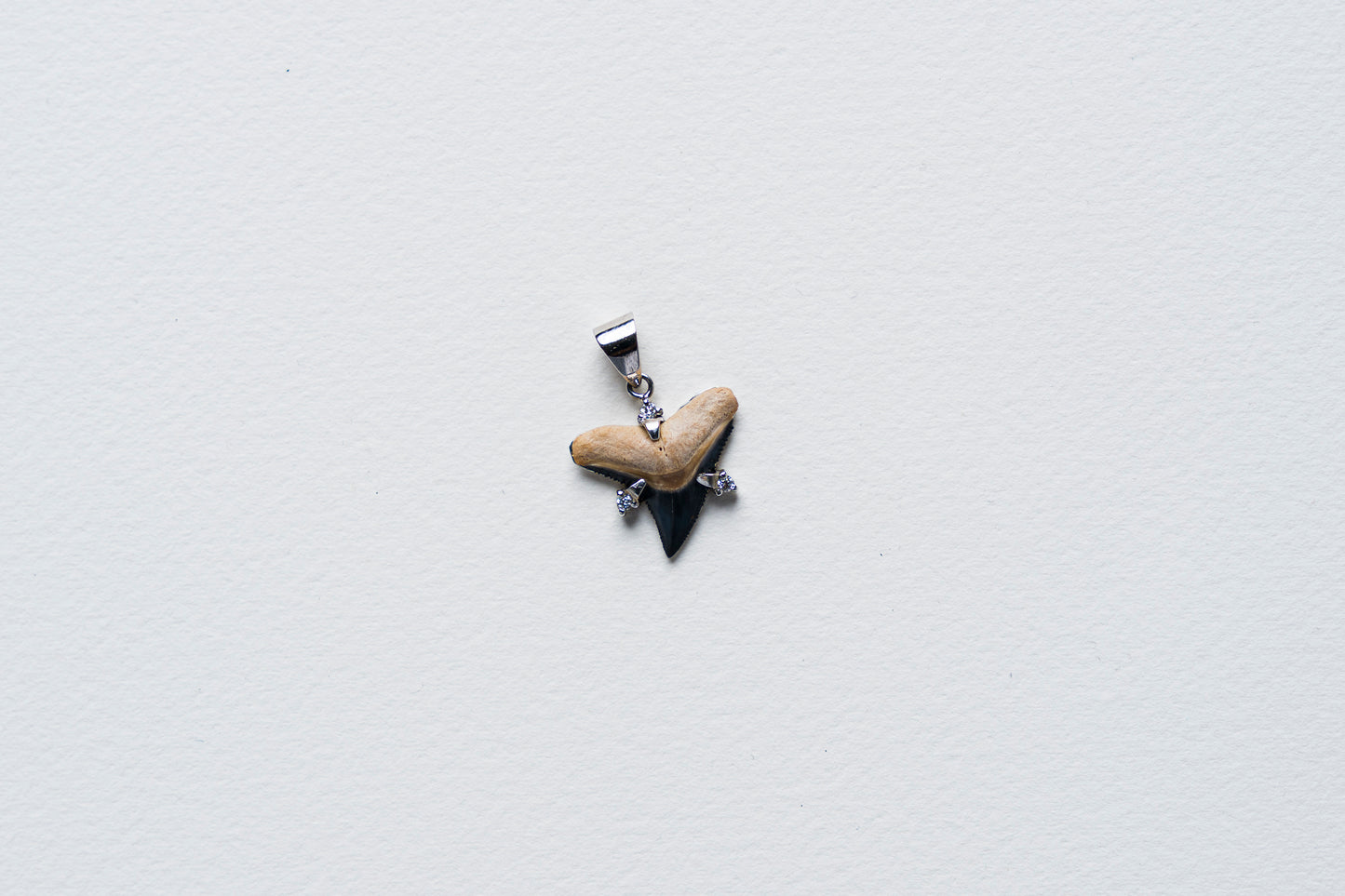 Shark Tooth Pendant Necklace