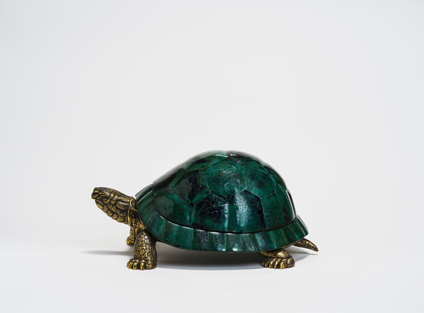 Sulcata Turtle in Green Penn Shell