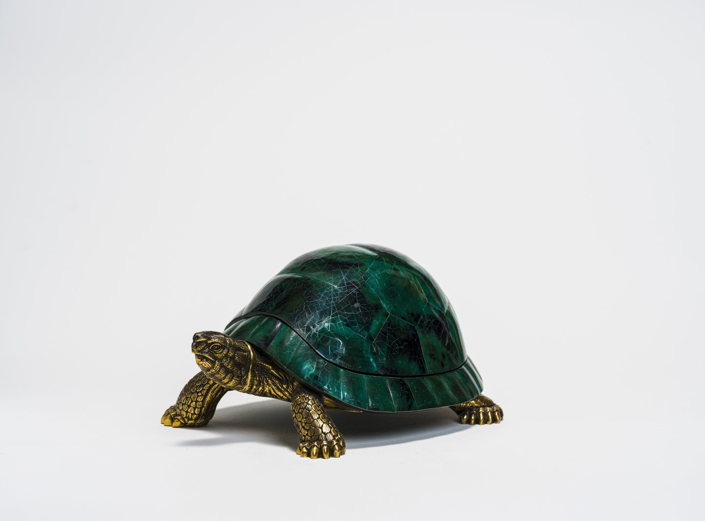 Sulcata Turtle in Green Penn Shell
