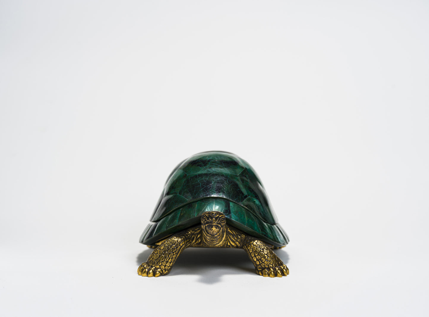 Sulcata Turtle in Green Penn Shell