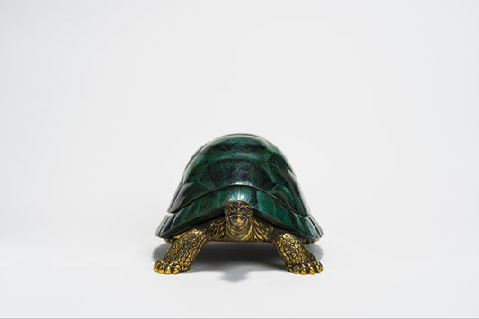 Sulcata Turtle in Green Penn Shell
